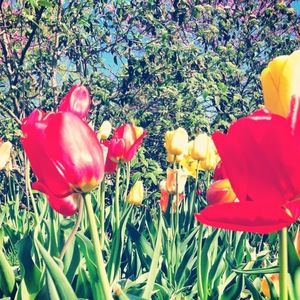 Meet your Posher, Alison